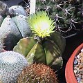 Astrophytum myriostigma v.nudum #AstrophytumMyriostigma