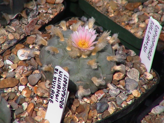 Lophophora williamsii