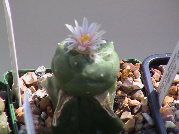 Lophophora sp San Francisco SLP #LophophoraWilliamsii