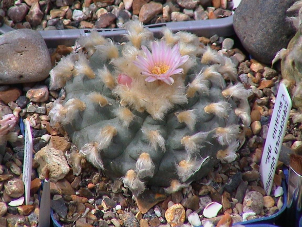 Lophophora williamsii EL Huizache #LophophoraWilliamsii