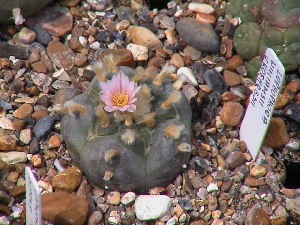 Lophophora williamsii v. koehresii #LophophoraWilliamsii