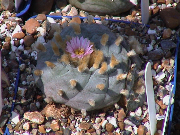 Lophophora williamsii Monterrey #LophophoraWilliamsii