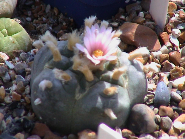 Lophophora williamsii v. koehresii #LophophoraWilliamsii