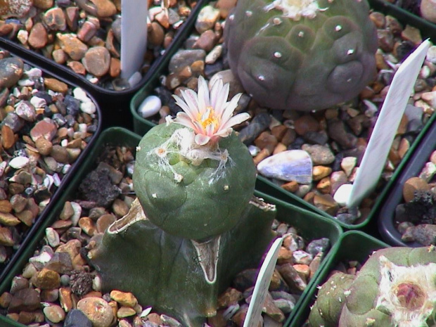 Lophophora sp San Francisco SLP #LophophoraWilliamsii