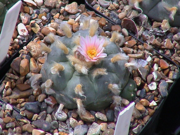 Lophophora williamsii