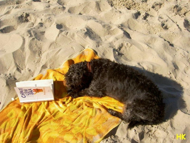 poczytać,poopalać...jak to na plaży #pies #wakacje
