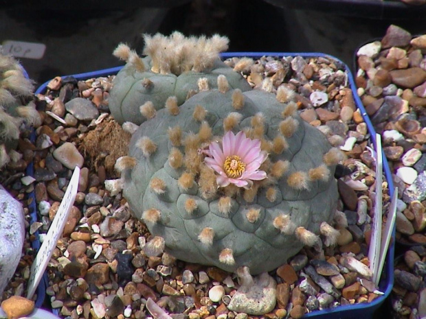 Lophophora williamsii Viesca Coah #LophophoraWilliamsii