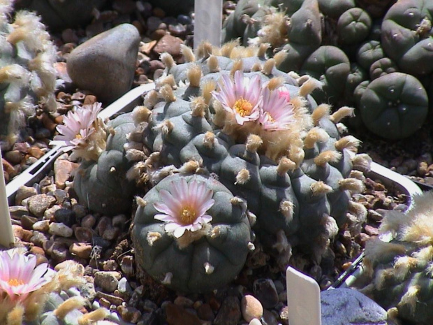 Lophophora williamsii