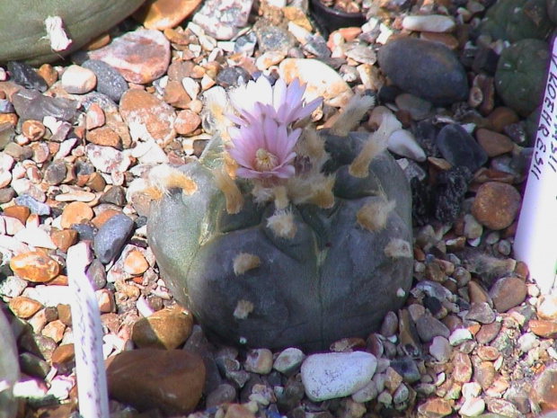 Lophophora williamsii v. koehresii #LophophoraWilliamsii