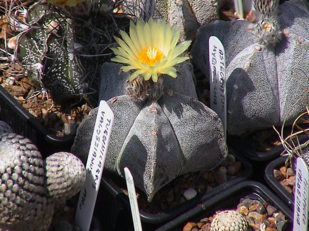 Astrophytum myriostigma