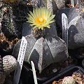 Astrophytum myriostigma