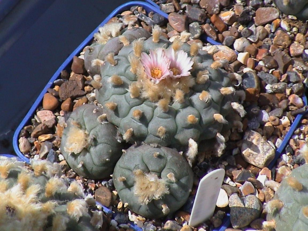 Lophophora williamsii