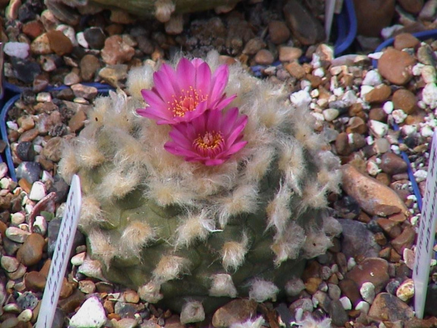 Lophophora williamsii v. jourdaniana #LophophoraWilliamsii