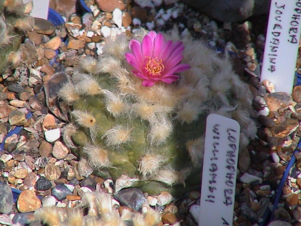 Lophophora williamsii v. jourdaniana #LophophoraWilliamsii