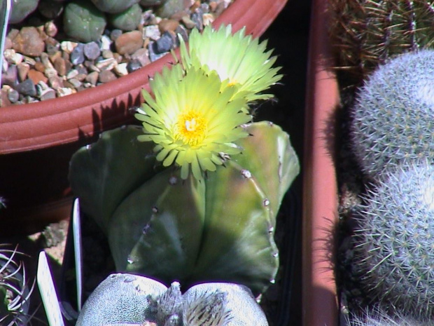 Astrophytum myriostigma v.nudum #AstrophytumMyriostigma