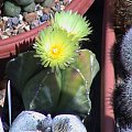 Astrophytum myriostigma v.nudum #AstrophytumMyriostigma