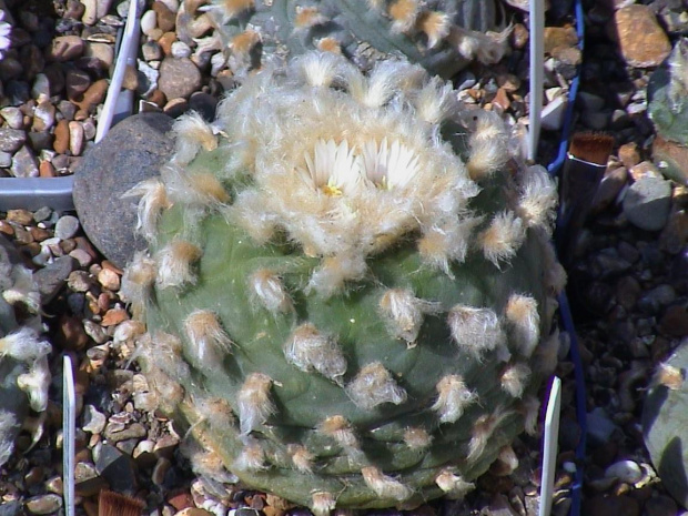 Lophophora diffusa v. koehresii #LophophoraDiffusa