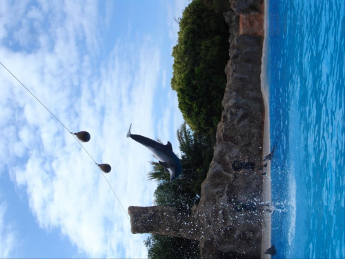 Pokaz delfinów - Loro Parque #delfiny #loro #pokaz #basen #błękit #woda