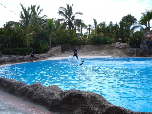 Pokaz delfinów - Loro Parque #delfiny #loro #pokaz #basen #błękit #woda