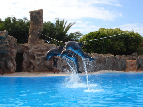 Pokaz delfinów - Loro Parque #delfiny #loro #pokaz #basen #błękit #woda