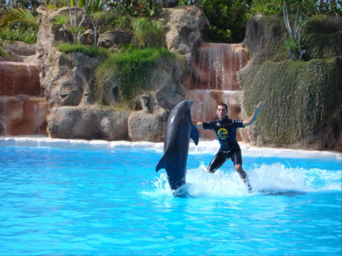 Pokaz delfinów - Loro Parque #delfiny #loro #pokaz #basen #błękit #woda