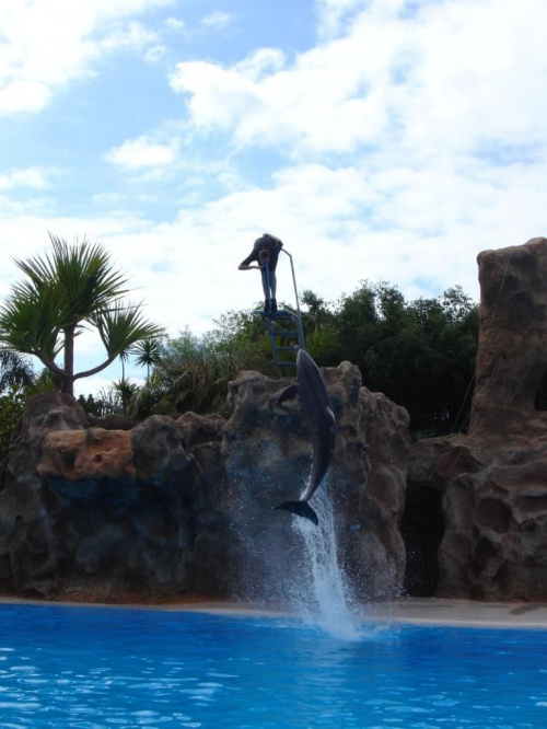 Pokaz delfinów - Loro Parque #delfiny #loro #pokaz #basen #błękit #woda