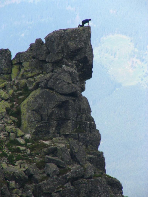 Chcieliście wydymać Mięgusza, teraz Mięgusz wydymał was...