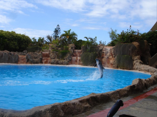 Pokaz delfinów - Loro Parque #delfiny #loro #pokaz #basen #błękit #woda