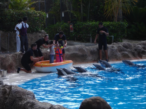 Pokaz delfinów - Loro Parque #delfiny #loro #pokaz #basen #błękit #woda