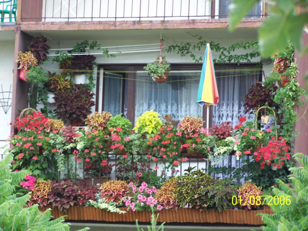 #kwiaty #balkon #koleusy #KompozycjeKwiatowe #surfinie #petunie