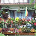 #kwiaty #balkon #koleusy #KompozycjeKwiatowe #surfinie #petunie