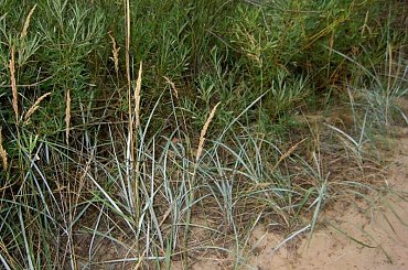 trwy wydmowe #trawy