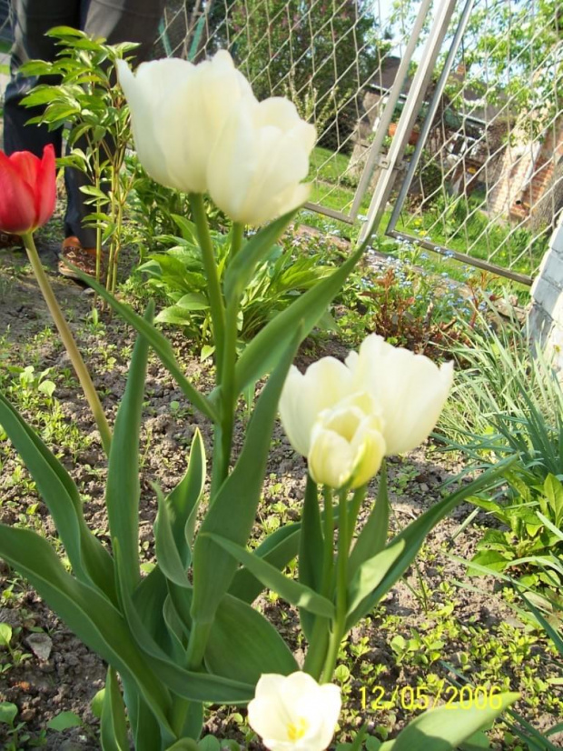 #tulipany