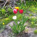 #tulipany