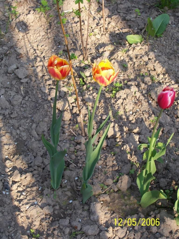 #tulipany