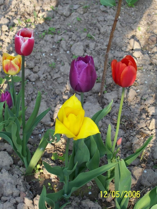 #tulipany