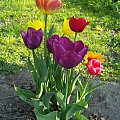 #tulipany