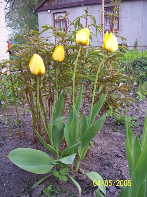 #tulipany