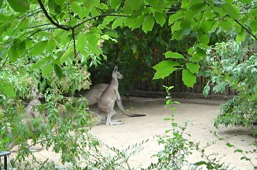 #Zoo