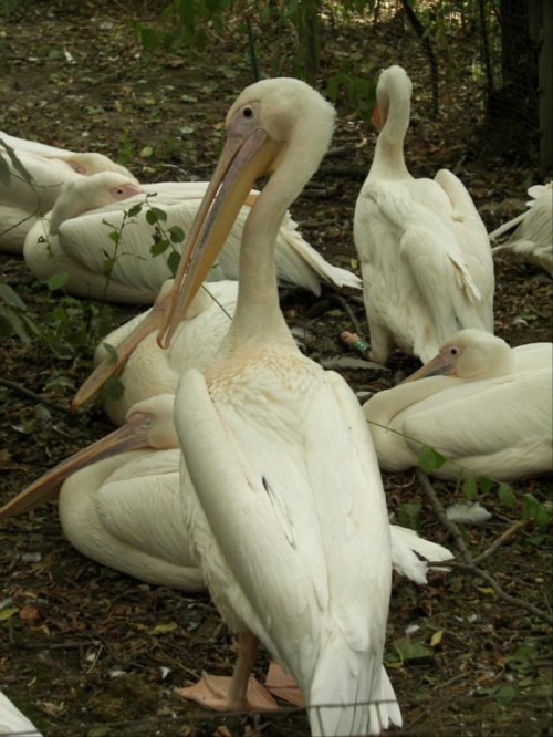 Zoo Krefeld #Zoo