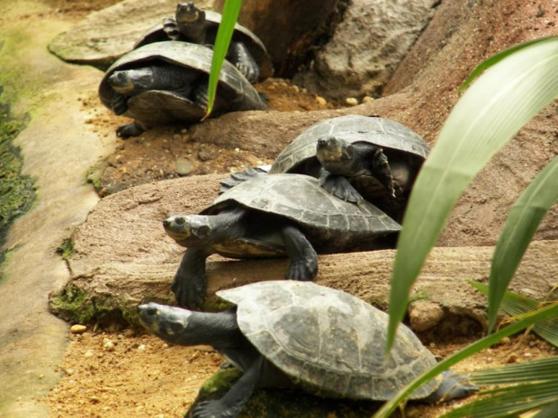 Zoo Krefeld - Niemcy #Zoo