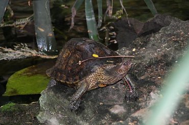 Zoo Krefeld - Niemcy #Zoo