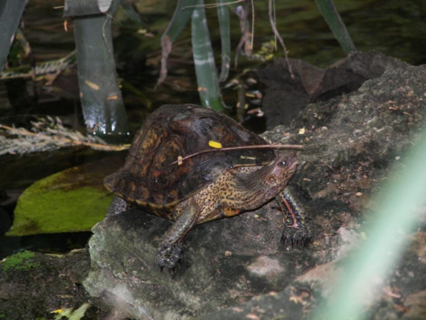 Zoo Krefeld - Niemcy #Zoo