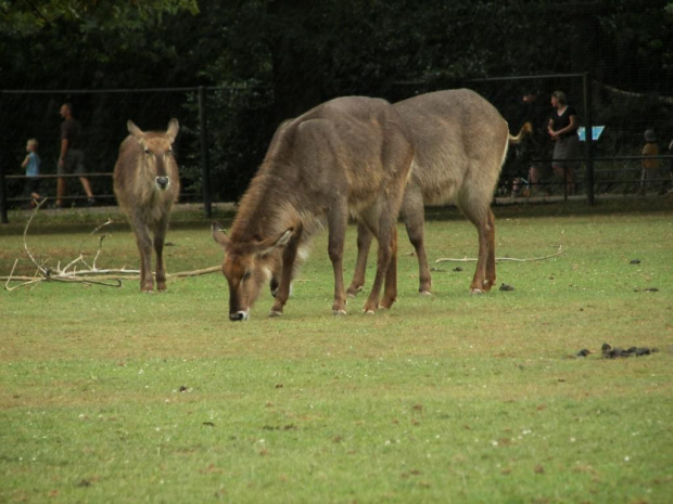 Zoo Krefeld #Zoo