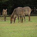 Zoo Krefeld #Zoo