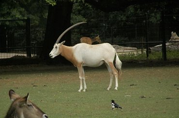 Zoo Krefeld #Zoo