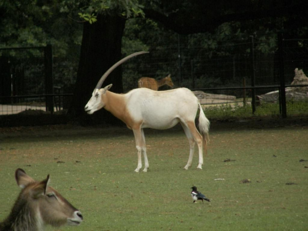 Zoo Krefeld #Zoo