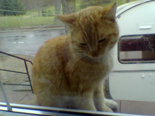 Mimul super kot!! Miau #Czerwiec2006r