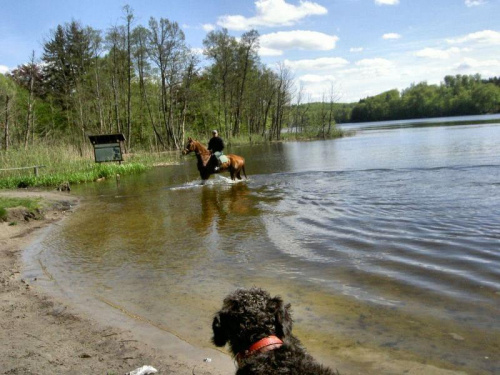 jez.Otomino-Luka poluje na zwierza #jezioro #widok
