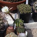 Echinopsis subdenudata